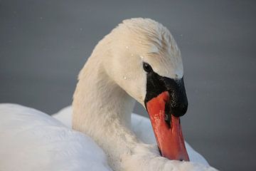 Höckerschwan von Frank Smedts