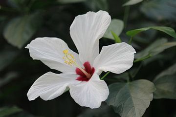 Close up van een mooie witte bloem van Clicksby JB