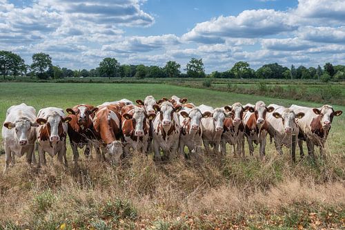 Curious Cows