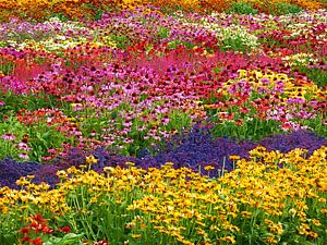 Monetterie (Monet-Blumenmeer)