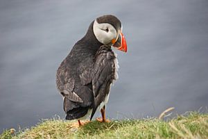 [impressions of scotland] - puffin trilogie no. 2 van Meleah Fotografie