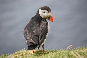 [impressions of scotland] - puffin trilogie no. 2 by Meleah Fotografie
