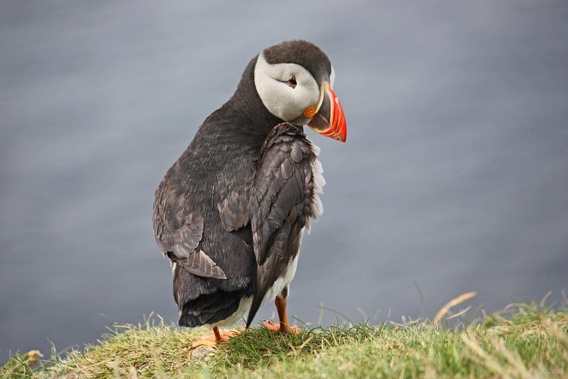 [impressions of scotland] - puffin trilogie no. 2 von Meleah Fotografie