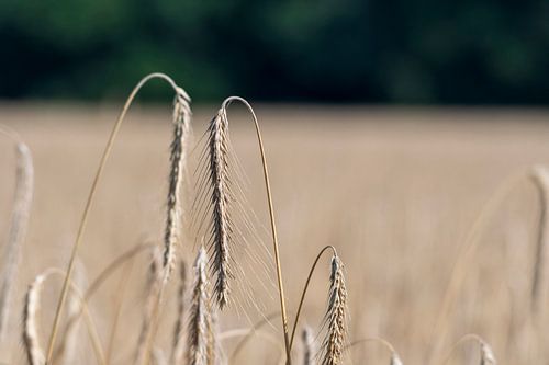 Rye in the rye field