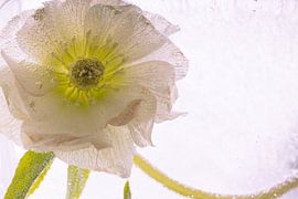 Lentil rose in ice 1 by Marc Heiligenstein
