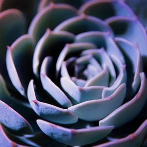 DARKSIDE OF SUCCULENTS III-v1