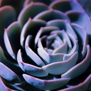 DARKSIDE OF SUCCULENTS III-v1 sur Pia Schneider