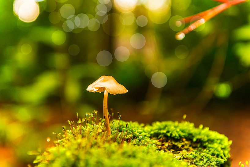 Mushroom only in the sun. by Brian Morgan