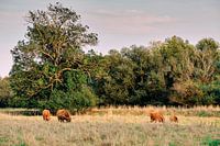 Hochlandrinder im Sommer auf der Weide in Bünde (NRW)