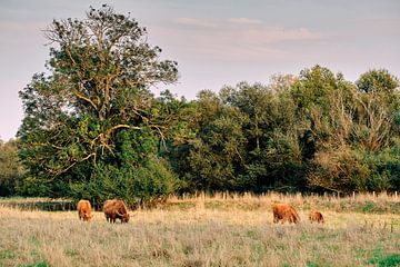 Hooglanders in de zomer op de weide in Bünde (NRW) van Momentaufnahme | Marius Ahlers