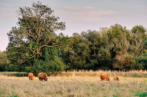 Hooglanders in de zomer op de weide in Bünde (NRW)