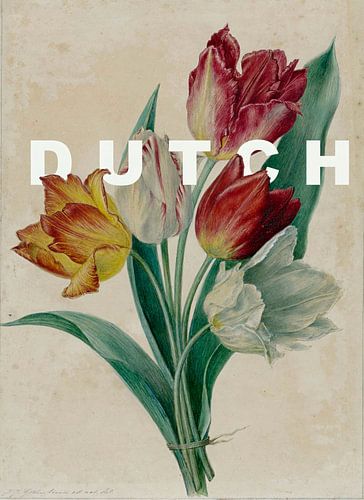 DUTCH botanische Tulpen