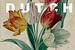 DUTCH botanische Tulpen von Affect Fotografie
