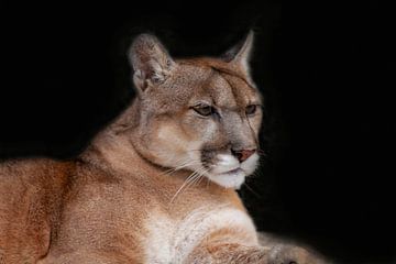 Puma or Puma, (Puma concolor), feline. by Gert Hilbink