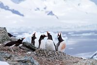 Penguins in Antarctica