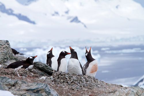 Penguins in Antarctica