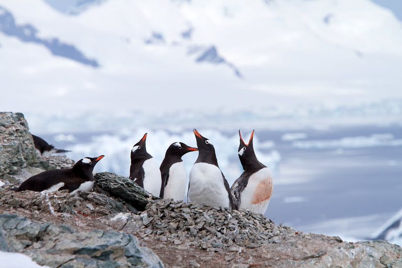 Pinguine in der Antarktis von Angelika Stern