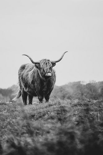 Highlander écossais sur Martzen Fotografie