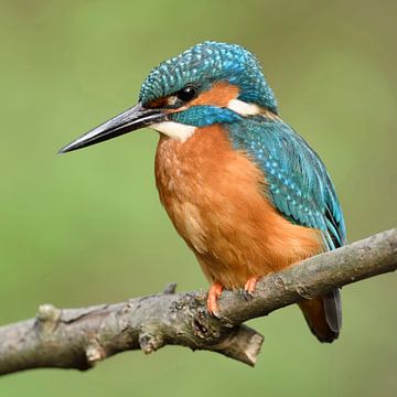 IJsvogel ( Alcedo atthis ) mannelijke volwassen vogel in het voorjaar, zittend op zijn boventak en m