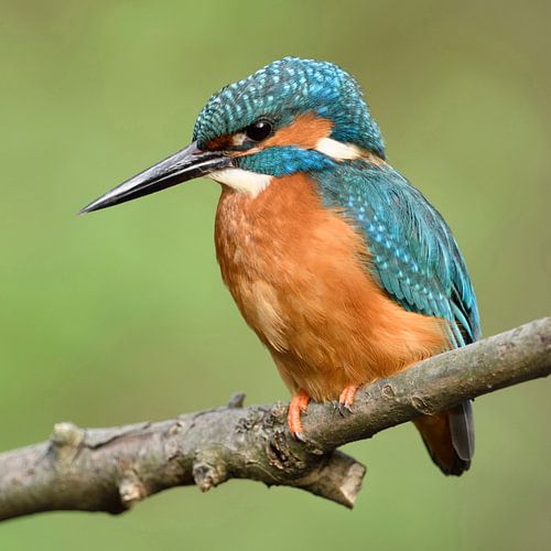 IJsvogel ( Alcedo atthis ) mannelijke volwassen vogel in het voorjaar, zittend op zijn boventak en m