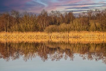 Rietkraag over het water.