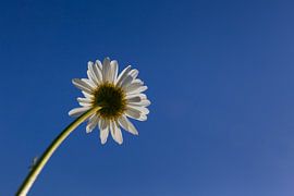 Daisy by Sven-Erik Arndt