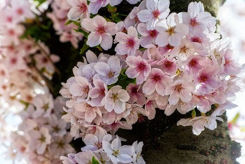 Betoverende kersenbloesems in roze en wit