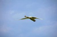 A swan in transit.