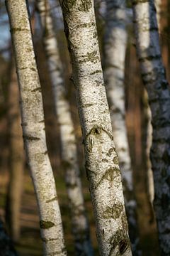 Birch trees in a forest in Germany by Heiko Kueverling