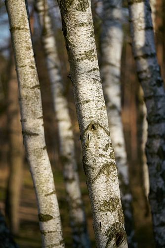 Berkenbomen in een bos in Duitsland