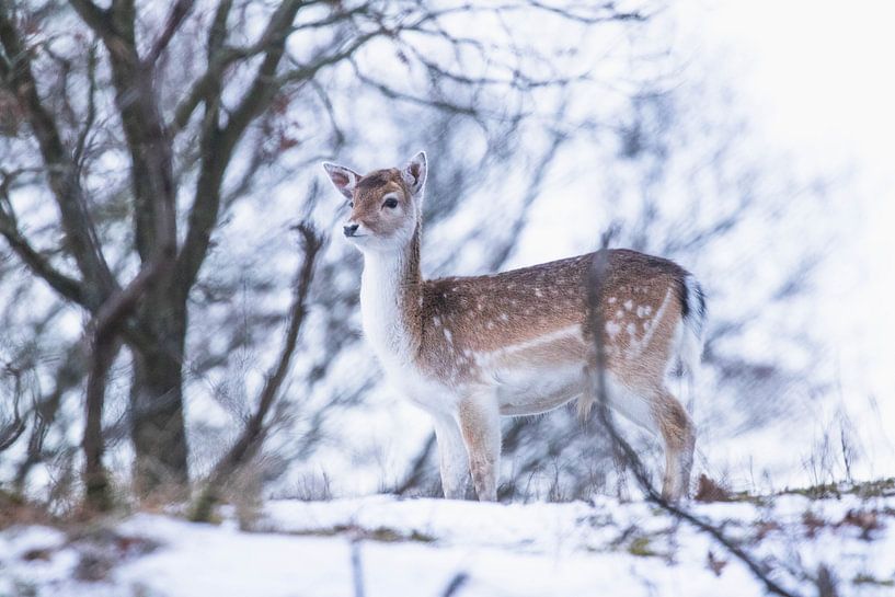 Young fallow deer in the snow by Anne Zwagers