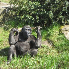 Aap1 von Danielle Roest