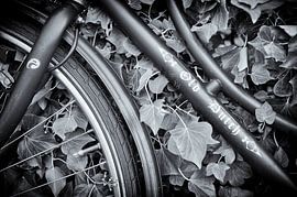 Old Dutch by Dawn Black