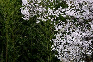 SPRING IN JAPAN 6 by Miroslav Ptacek