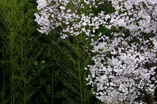 LE PRINTEMPS AU JAPON 6