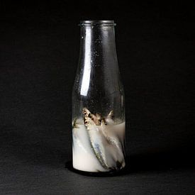 sardine in bottle by gelske kwikkel
