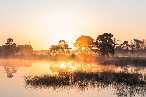 Strabrechtse Heide 235