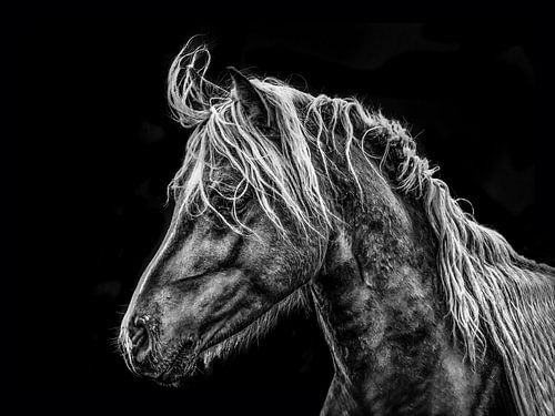 Portret van een paard in tegenlicht