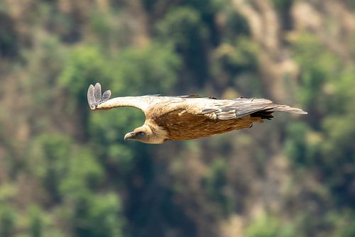 Griffon vulture