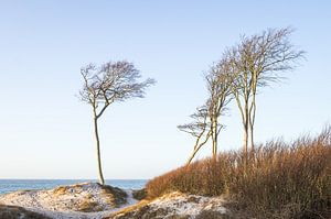 Weststrand Dünen Fischland Darß Ostsee