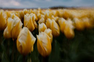 Eindeloos tulpen veld van Capturedlight.nl Annet & Michel