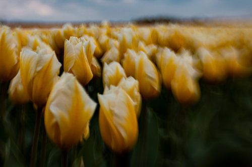 Eindeloos tulpen veld