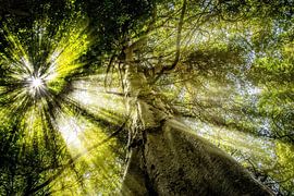 La jungle du matin sur Pascal Sunday