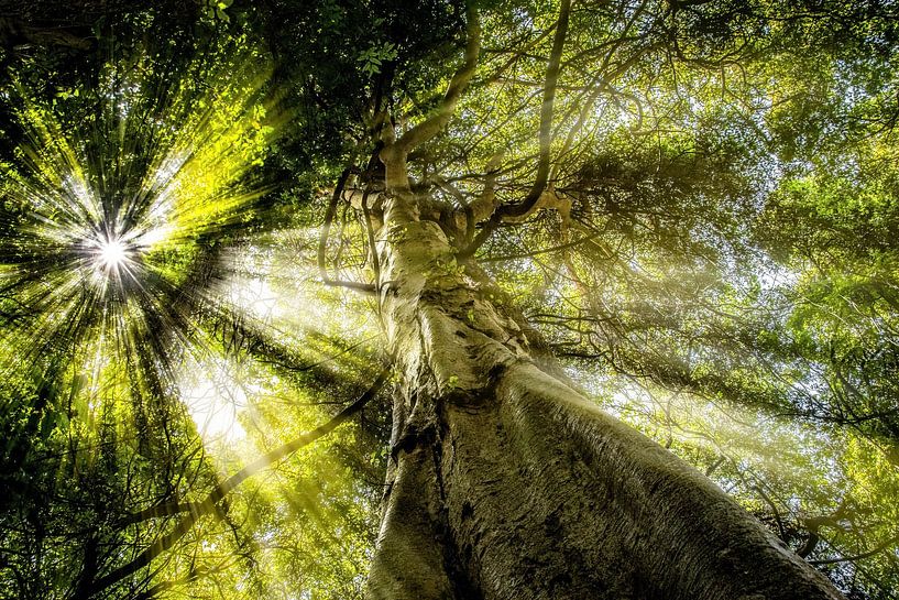 La jungle du matin par Pascal Sunday