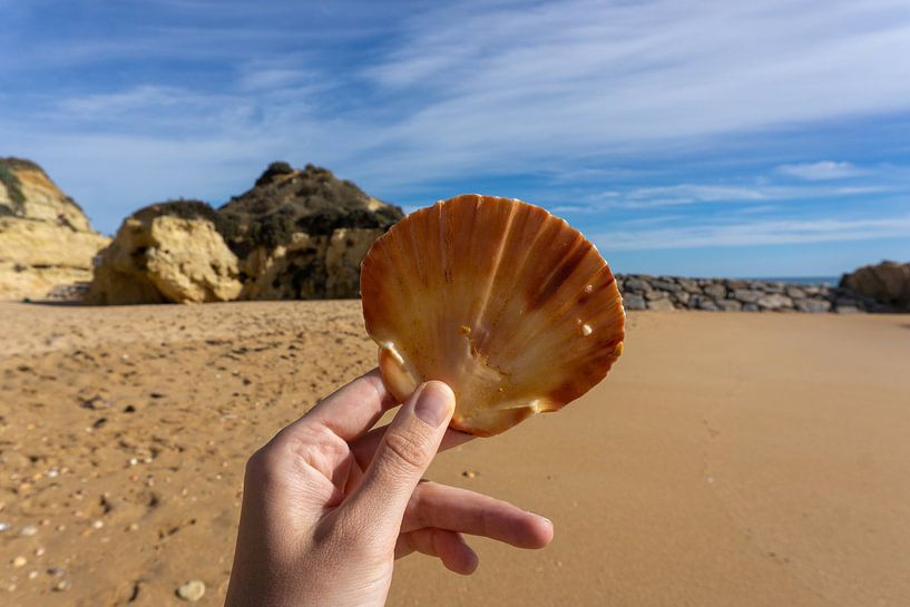 Shell sur une plage au Portugal sur Jacoba de Boer