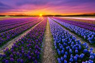 Champ de fleurs par Albert Dros Aperçu