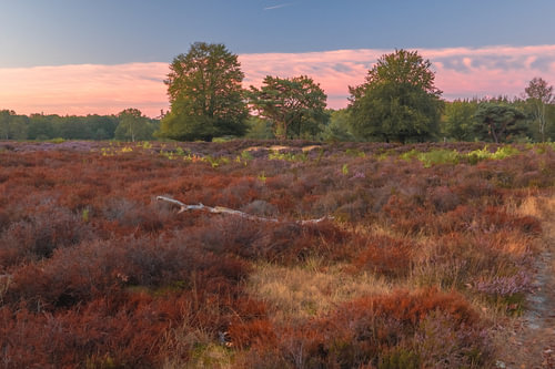 Ein Spätsommermorgen auf der Heide