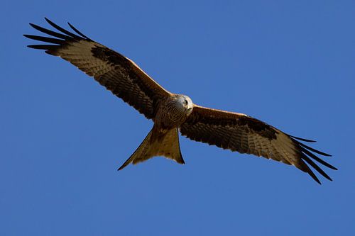 Nieuwsgierige rode wouw