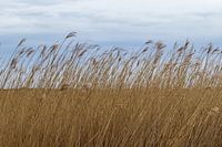 Waving reeds