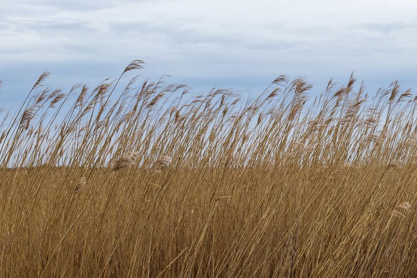 Wuivend riet van Ingrid Bergmann  Fotografie